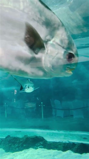 Pompano Fish Swims with Large Shark Bite Wound in Aquarium