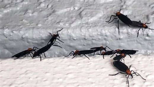 When is lovebug season? About the mating fly and University of Florida myth