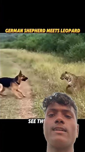 Dog vs Leopard Fight — Shock Ending! 🐶💥
