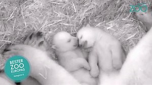 Polar bear twin cubs get active in German zoo