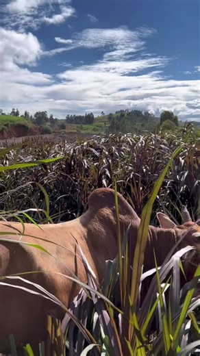 Girl riding on Ox #Oxriding #sheepriding #goat #goatriding #Buffaloriding #donkeyriding For Full videos Contact : ridingloversz@proton.me Telegram : https://t.me/ridingloverz Pony Riding | Donkey Riding | Sheep Riding | Horse Riding | Ostrich Riding | Cow Riding | Buffalo Riding | Goat Riding | Ponyreiten | Eselreiten | Schafreiten | Reiten | Straußenreiten | Kuhreiten | Büffelreiten | Ziegenreiten | Équitation à Poney | Promenade à dos d'âne | Équitation de moutons | Équitation | Équitation d'a