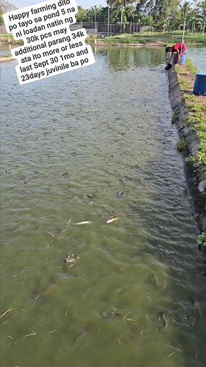 Juvinile size 34k pcs m/l 1mon and 23days. Catfish is a nocturnal refers to behavior being active at nigth.simple tips. Adjust our feedings , water & pond management. noct | Churchill Ortega