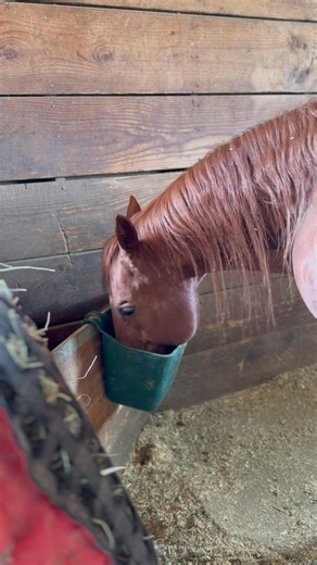 🪴🌹Smarty enjoying his “vitality tea” aloe vera(gut soothing) and rosehip( natural vitamin C/ inflammation) plus some other goodies. Sound on for happy slurps. | Elisabeth Secord-Samaniego