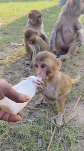 Cute baby monkey 🐒 adorable baby monkey 🐵 | Mini Dogs Fun