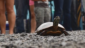 Annual turtle race kicks off in upstate New York