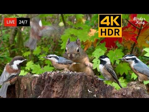 🔴 24/7 LIVE: Cat TV 😺 Cute Birds n Squirrels in the Forest - Cat Games 4K