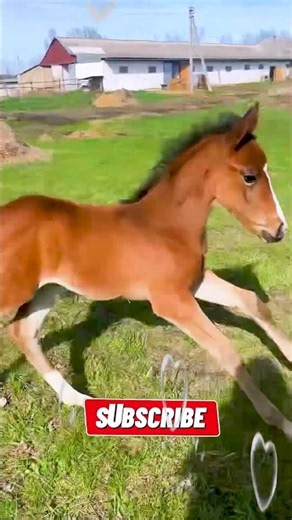 The Cutest Baby Horse Playing in the Grass! 🐎🥹 #Shorts