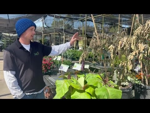 Plant recovery tips after historic freeze