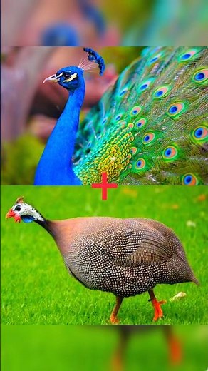 Hybrid of guinea fowl and peacock #chicken #birds #hybrid #guineafowl #peacock