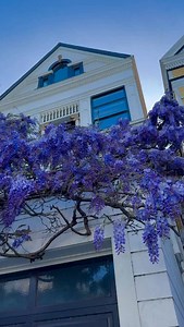 13K views · 642 reactions | Honestly, there’s no other place like SF in the Spring 勺 Find things to do around the Bay this season via our link in bio at @sfbucketlist ⬅️ #SF #SFBucketList (: @sf_hiking ) | San Francisco Bucket List | Facebook