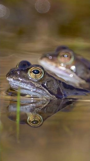 Frisky Frogs | Springtime in the Scottish Highlands #shorts