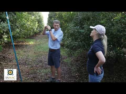 SAMAC Maintenance pruning - Part 3: Topping