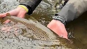 A fly shop for anglers, by anglers. | Drift Outfitters & Fly Shop