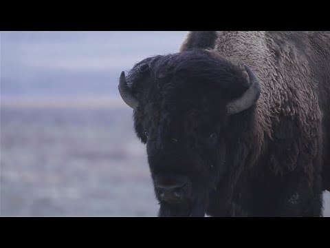 American Prairie Reserve: Tracking Bison on the Great Plains