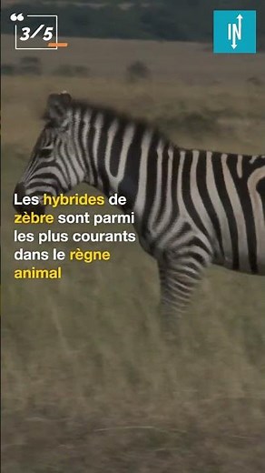 Top 5 des animaux hybrides dont vous ne croirez jamais l'existence
