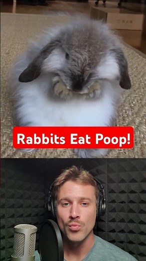 Rabbits Eat Their Own Poop