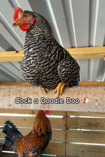 Watch My Rooster Crow for the First Time!
