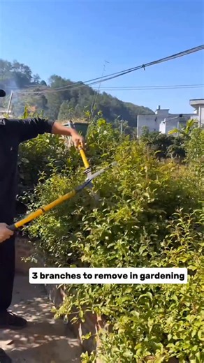 Crop and Craft | 3 Types of Branches You Must Remove for Healthier Plants Learn the three branches you should always prune: leggy shoots, basal suckers,... | Instagram