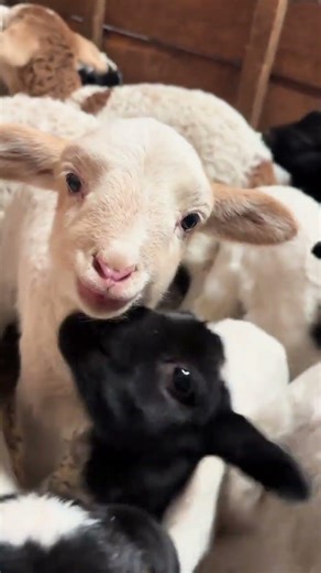 Think You Can Tell Them Apart? 😆 #cutefarmanimal #cute