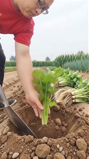Amazing Farming Technique 🌿 | Fast & Easy Coriander Harvesting Method 🚜 | Kamran Official