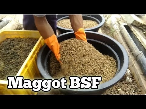 The Cycle Of Black Soldier Fly (BSF) Cultivation