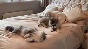 Introducing A New Husky Puppy To Our Cat! | Life with malamutes