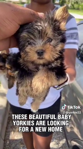 #yorkie #yorkshire #dog #yorkiegram #dogsoftiktok #yorkielover #pets
