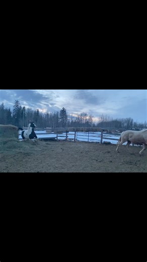 1.4K views · 41 reactions | “Can the Easter Bunny Do THIS!?” asks Apollo. Happy Hoppitty Easter from Apollo and All of his friends who are Happy to be Here and Loved. | Adorado | Facebook