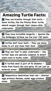41K views · 271 reactions | Turtles are full of surprises! From breathing through their butts to living over 150 years, these slow movers are full of amazing secrets. #AmazingTurtles #TurtleFacts #WildlifeWonder #NatureLovers #AnimalFacts #SeaTurtles #TurtleLife #DidYouKnow #NatureIsAwesome #AnimalLovers #highlightseveryone | Filling Food from Home | Facebook
