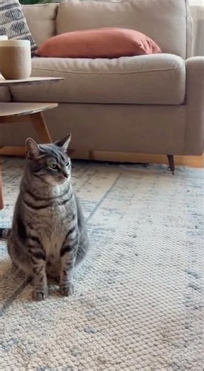 Husky Tries to Howl… Cat Instantly Shuts Him Down 😂🐶🐱 #Shorts