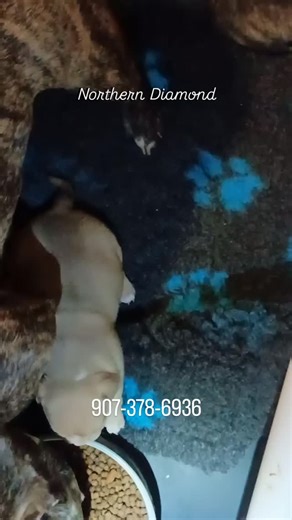 Amelie Morgan | Tasting mommas bowl. They haven't tried the actual food yet #northerndiamondbullies #pocketbully #buffdogs #classicbully #puppy | Instagram