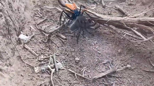This is Halloween, this is HARROWING. The female tarantula hawk’s instinctual behavior is the stuff of nightmares, and it's possible that you've witnessed one dragging a paralyzed tarantula into its burrow. The female tarantula hawk wasp stings a tarantula between the legs, paralyzing it, and then drags it to a prepared burrow, where a single egg is laid on the spider's abdomen, and the burrow entrance is covered. When the wasp larva hatches, it creates a small hole in the spider's abdomen, then