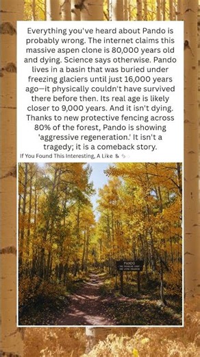 Pando:The Real Science Behind the Giant