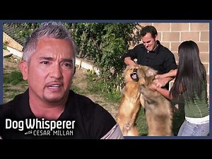 Dangerous Dog Rivalry Spirals Out of Control | Full Episodes | Dog Whisperer With Cesar Millan
