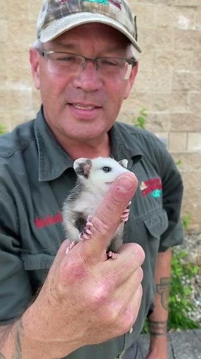 Baby Opossum Mighty Bark 😆 #shorts