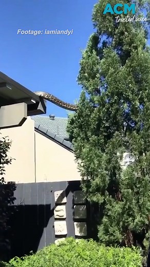 17K views · 87 reactions | This family were stunned after a giant five-metre long carpet python was spotted climbing from tree to tree in their backyard. #ACM #TrustedVoice #Snake | The Examiner Newspaper, Launceston | Facebook