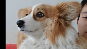 斗龙战士-try try try