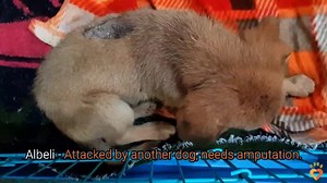 4.1K views · 47 shares | March Round up• Here's a round up video of all the rescues that were brought in at DAR in the month of March. Thank you for donating generously for the dogs that needed your help and making their journey from hurt to healed possible. Also, we rounded out the month with not one, but two amazing happy endings as both Orel and Kai found their forever homes. We can never thank you enough for your invaluable love and support. ❤ | Dharamsala Animal Rescue | Facebook