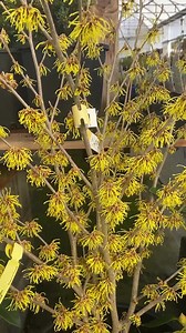 16 reactions | Witch Hazel varieties in store now! ☑️ ‘Arnold’s...