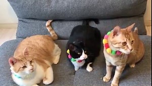 416K views · 1.2K shares | Today is Neko No Hi (Cat Day) in Japan! Celebrate with UniMugiHachi, a channel capturing the daily lives of a group of rescue cats → https://yt.be/FmNvw | YouTube | Facebook