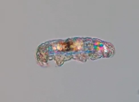 This video of the intrepid water bear (Tardigrade) was captured on a polychromatic polarizing microscope—a microscope recently invented at the MBL! Did you know that Tardigrades are the first known animal to survive after exposure to outer space?! Video Credit: Michael Shribak, MBL, and Ana Lyons, UCSF | Marine Biological Laboratory