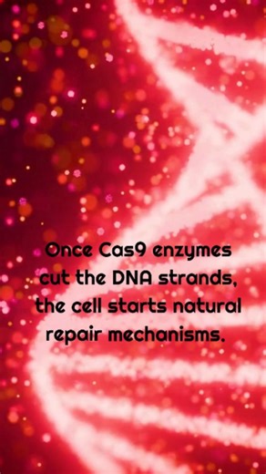 H | Academic Coach | Medical writer on Instagram: "DNA Repair mechanisms; HDR (homology-directed repair) and NHEJ (non-homologous end joining) are two major DNA repair mechanisms for double-strand breaks. NHEJ is a fast, dominant, and error-prone pathway that directly ligates broken ends, ideal for gene knockouts. While HDR is a slower, less efficient pathway that uses a homologous template to make precise corrections, used for gene knock-ins. For more detail visit link in bio! I simply scientif