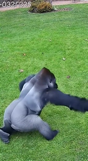 gorilla playing with dog | Daily Pet Therapy