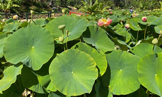 Lotus effect: Self-cleaning bioplastics repel liquid and dirt