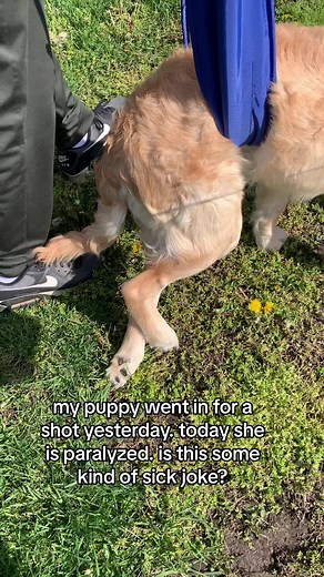 Puppy Health Alert: Paralysis After Shot - Disturbing Story