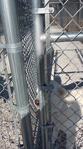 What a beautiful sight! Look at all of these beautiful dogs out playing in the runs today. Come meet these babies at Carthage Humane Society. | Carthage MO Humane Society