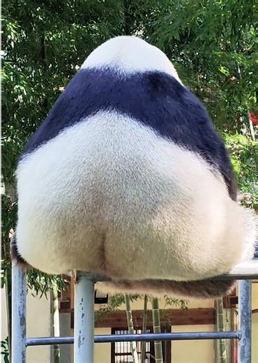 又搞笑又可愛#panda #animals #cute | cute animals