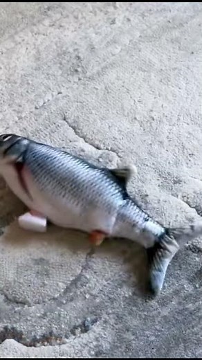 The Flop Fish Commercial | Flippity Fish Cat Toy 2021! Does it works?