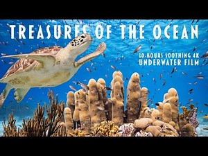 Treasures of the Ocean | 10 Hours 4K Underwater Video (No Loop) + Soothing Style for Relaxation