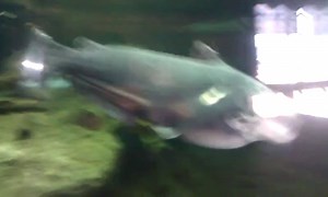 A swimmingly good day at the Museum & Aquarium... | National Mississippi River Museum & Aquarium | Facebook